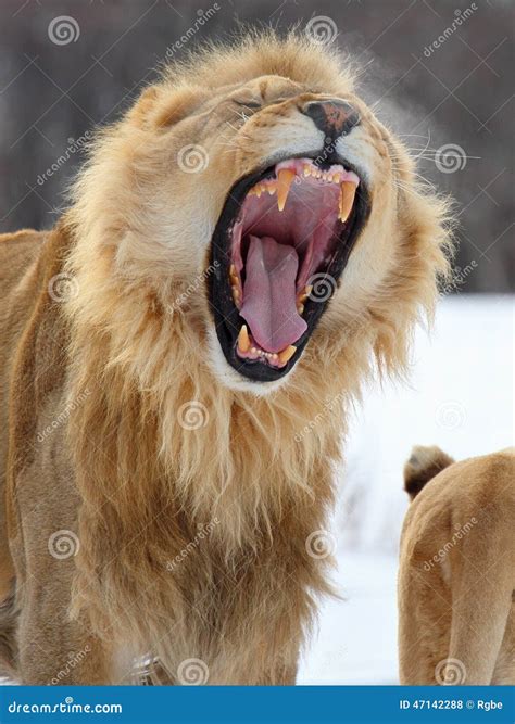 Lion roar stock photo. Image of portrait, close, animal - 47142288