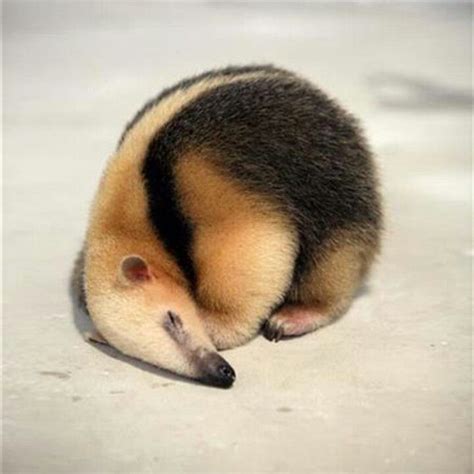 17 Best images about ANTEATER CATCHER on Pinterest | Africa, The force ...