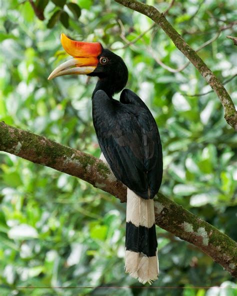 Rhinoceros Hornbill Wallpapers - Wallpaper Cave