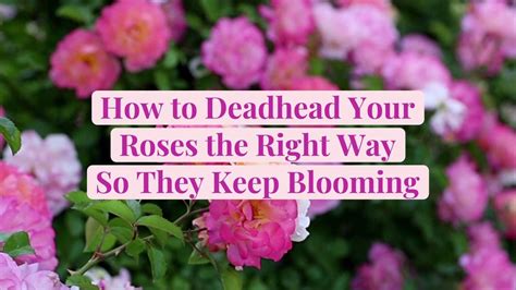 How to Deadhead Your Roses the Right Way So They Keep Blooming