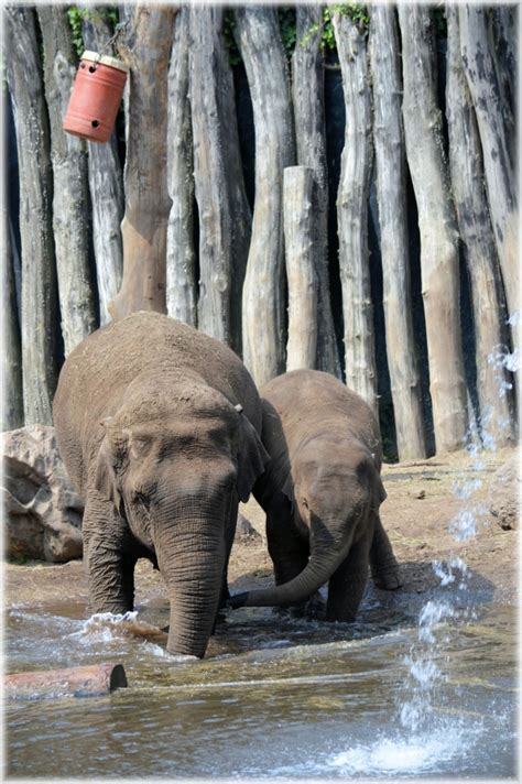 40 Cute Baby Elephant Bathing Pictures - Four Paw Square