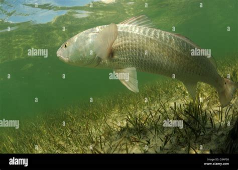 In its natural habitat, a redfish is swimming in the grass flats ocean ...