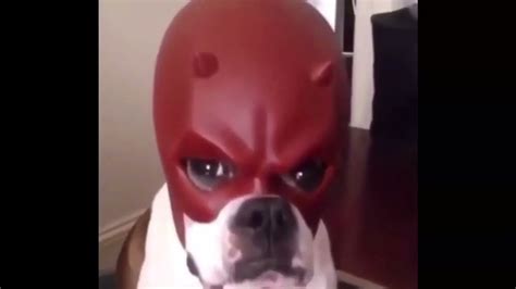 dog with daredevil mask meme v.2 no watermark for tiktok - YouTube