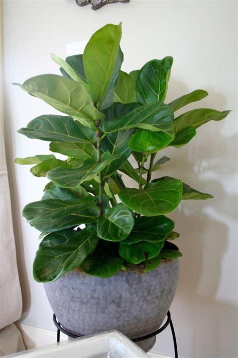 Fiddle Leaf Fig | Refresh Restyle