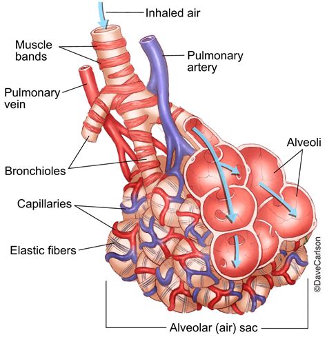 Lung Bronchioles & Alveoli | Carlson Stock Art