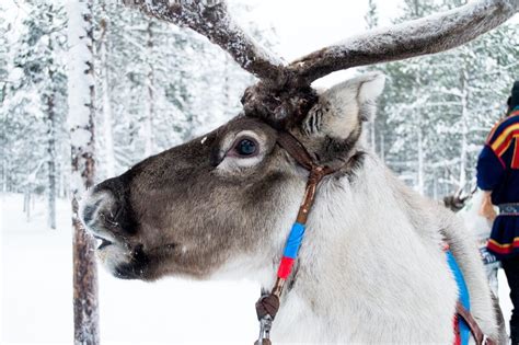 Myths and facts about Reindeer and the Sami People