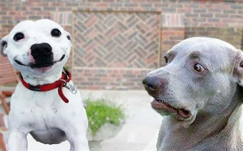 Hilarious Dog Faces