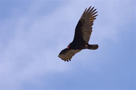 Turkey Vulture in flight - Pentax User Photo Gallery