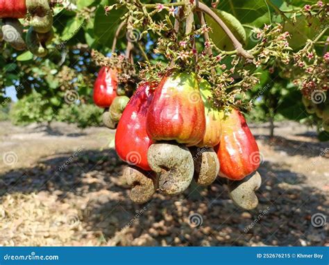 Beautiful Red Cashews in the Harvest Season Stock Image - Image of ...