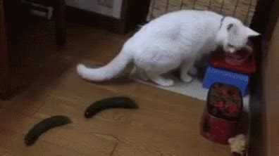 Cucumber Cat GIF - Cucumber Cat Scared - Discover & Share GIFs