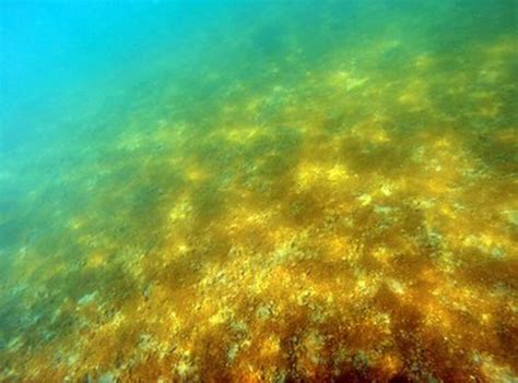 Golden-Brown Crusty Algae Attacking Caribbean Reefs - AZP News