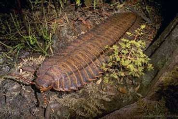 Arthropleura: Giant Prehistoric Centipede