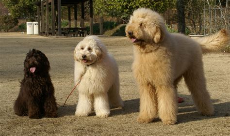 Size – Sunset Hills: South Australia’s Premier Australian Labradoodle ...