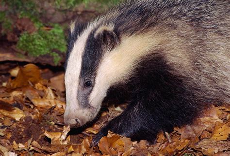 New Species Profile: European badger - Trees for Life