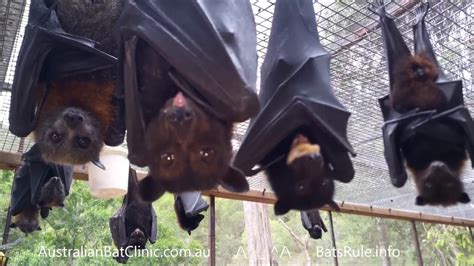 Australian rescued Bats | Rehab | Bat Megabat (Flying-fox) (Fruit bat ...