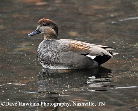 Tennessee Watchable Wildlife | Gadwall - Habitat: TENNESSEE