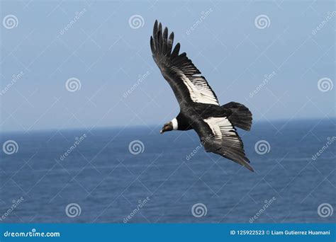 Andean Condor Flying Over Pacific Ocean Stock Image - Image of sitting ...