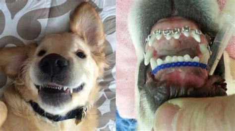 Cute puppy with braces has the most adorable smile