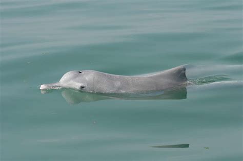 Indo-Pacific humpback dolphin - Whale & Dolphin Conservation USA