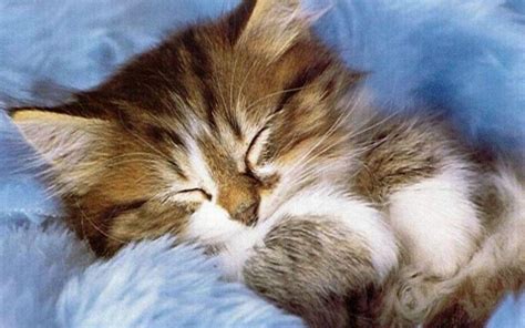 Cute Kitten Pictures Wallpapers - Wallpaper Cave