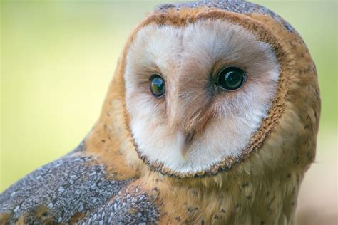 High Desert Bird of the Month: Barn owl