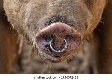 Pig Nose Ring Photos, Images & Pictures | Shutterstock