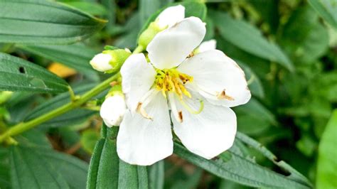 Free stock photo of Angiosperms, botanical gardens, flower