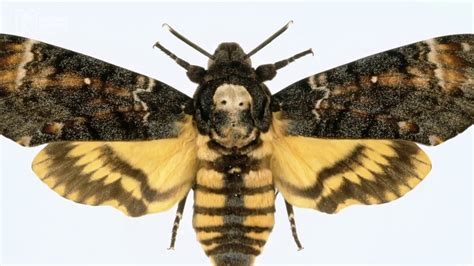 Death's-head hawkmoth | Natural History Museum - YouTube