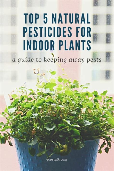 Top 5 Natural Pesticides for Indoor Plants | Ecostalk