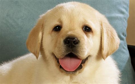 Smile Dog Wallpapers - Top Free Smile Dog Backgrounds - WallpaperAccess