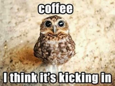 25 of the Cutest Owl Memes to Brighten Your Day | Let's Eat Cake