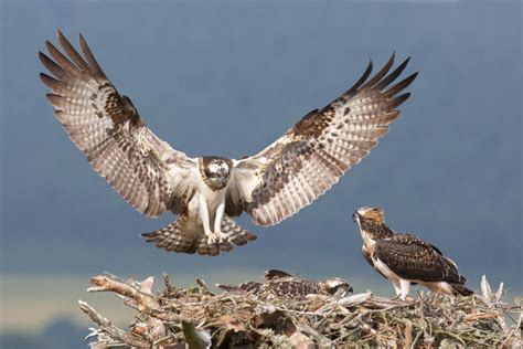 Birds of Prey: How to Find and Photograph Raptors | Nature TTL