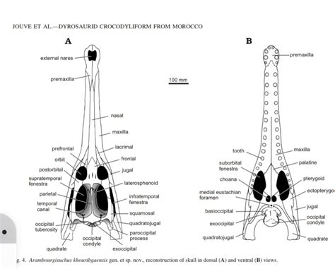 Dyrosaurus phosphaticus - Is It Real? How to Recognize Fossil ...