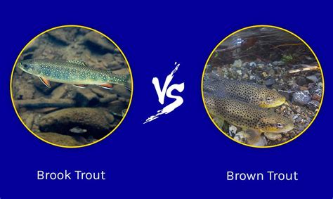 Brook Trout vs. Brown Trout: 4 Key Differences - A-Z Animals