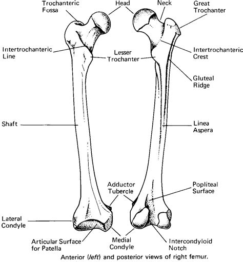 Femur bone anatomy (hind limb bone)