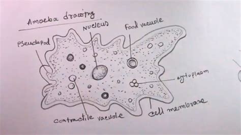 [DIAGRAM] Label Amoeba Diagram - MYDIAGRAM.ONLINE