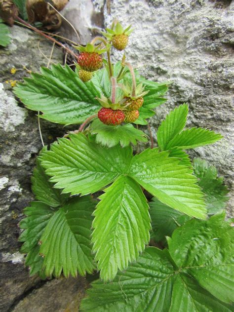 Wild Strawberry | Plant-Lore