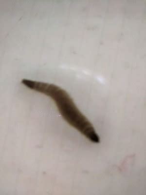 What Are These Little Worms In My Bathroom - Artcomcrea