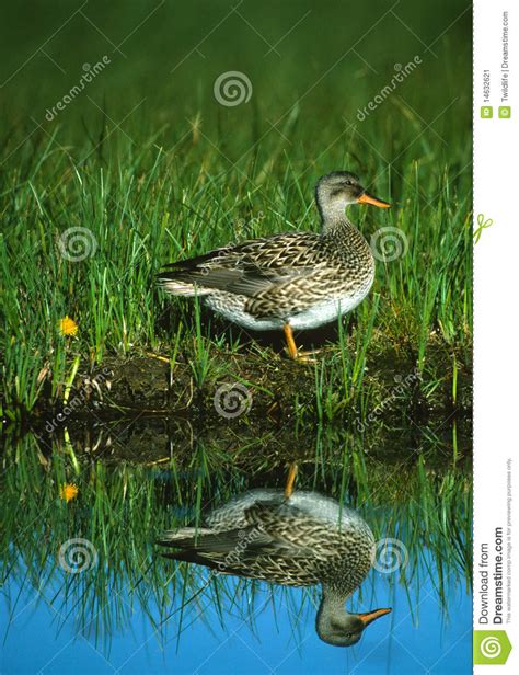 Female Gadwall Reflection stock image. Image of reflection - 14632621