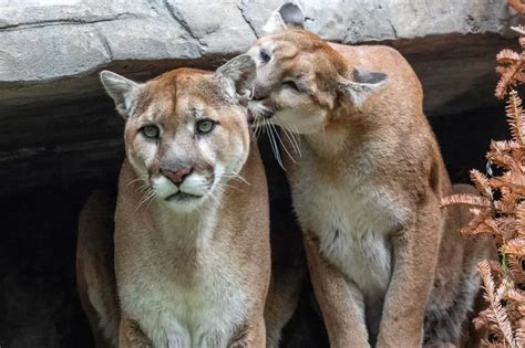 Banff National Park Wildlife Videos - Where to See Wildlife