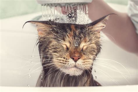 Can Cats Swim? Everything Cat Owners Need to Know I Discerning Cat