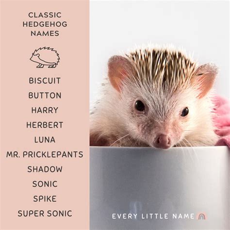 170+ Best Hedgehog Names (Cute, Funny, and Classic) - Every Little Name