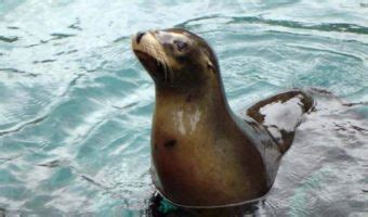 California Sea Lion Habitat