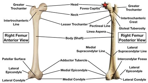 Femur Diagram Unlabeled