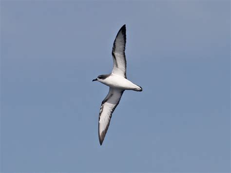 Pycroft's petrel - Alchetron, The Free Social Encyclopedia