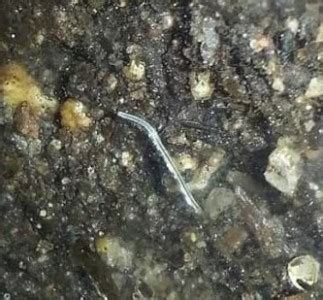 Tiny White Worms in Soil - All About Worms