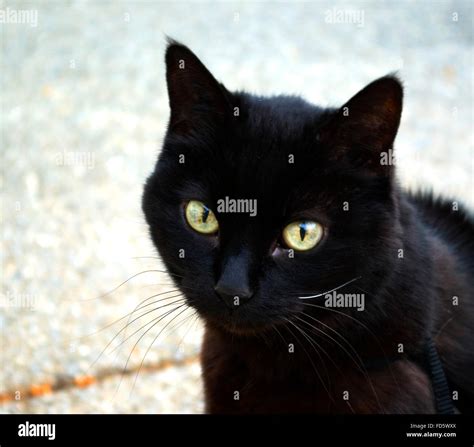 Portrait Of Black Cat With Hazel Eyes Stock Photo - Alamy