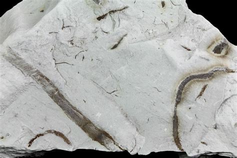 Worm Fossils For Sale - FossilEra.com