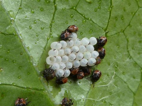 Ladybug Eggs - Database Plants