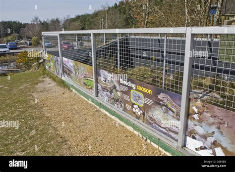 Sand Lizard (Lacerta agilis) enclosure for captive breeding program ...